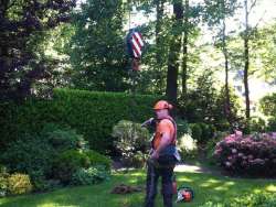 Bomen rooien Doenrade